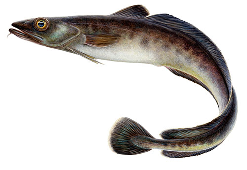 Blue Ling (Molva dypterygia)